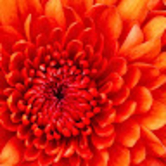 Meet your Posher, Angela - Picture 1 of 1